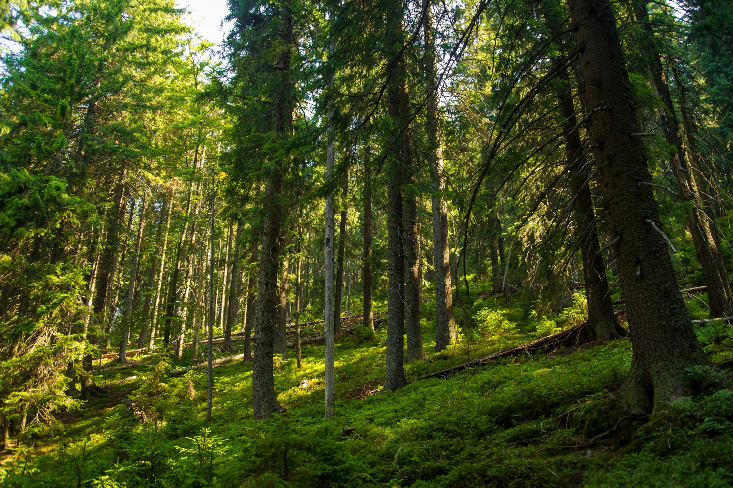 Image by: @master1305 on freepik. Image depicts trees in a forest, dappled in sunlight.